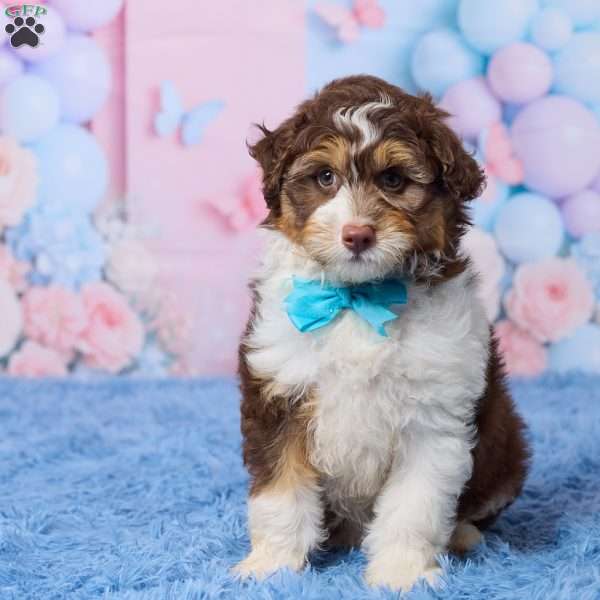 Oscar, Mini Aussiedoodle Puppy